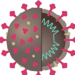 Coronavirus 101